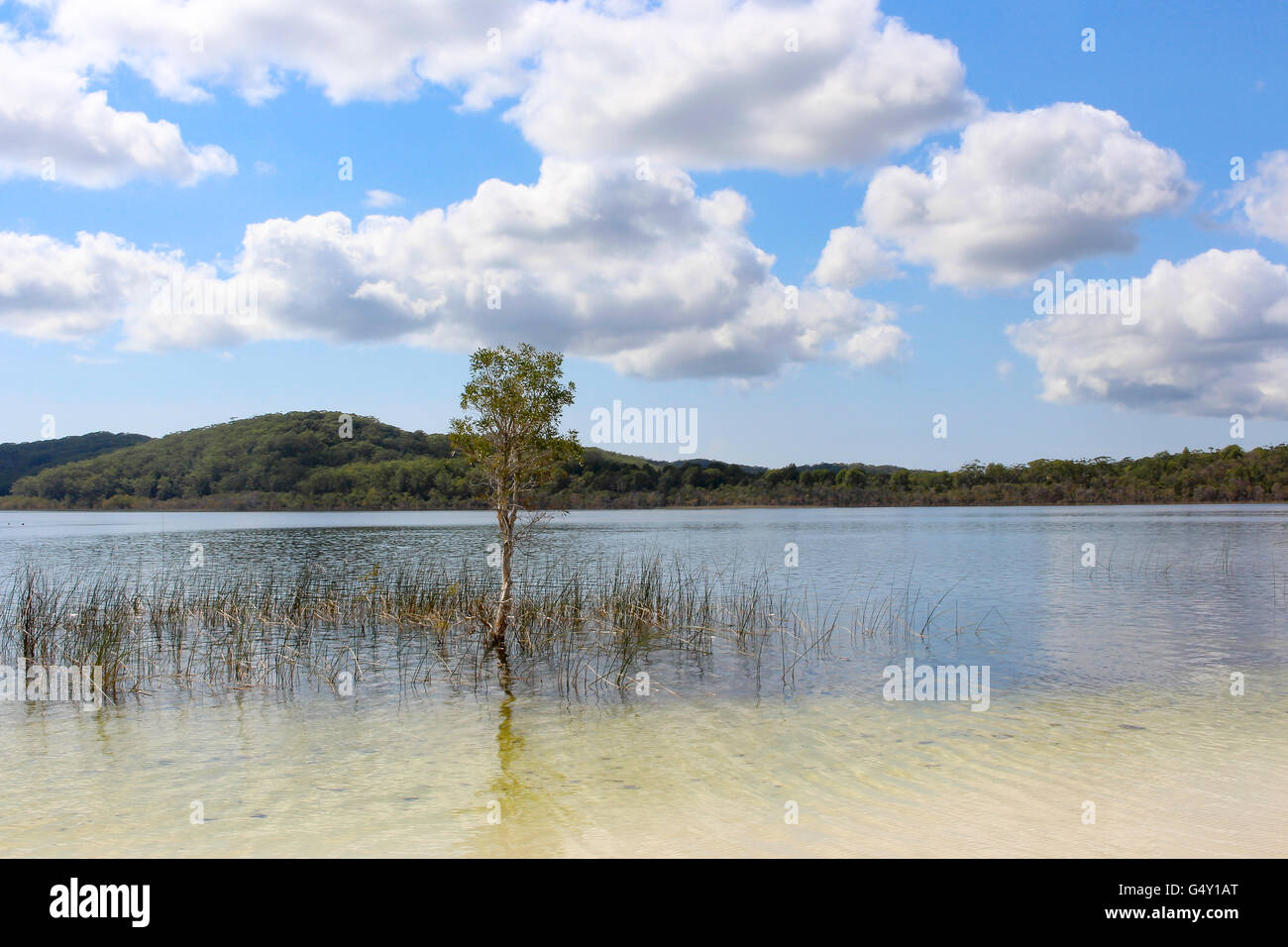 Australia, East Coast, Fraser Island, largest sand island in the world, Lake McKenzie Stock