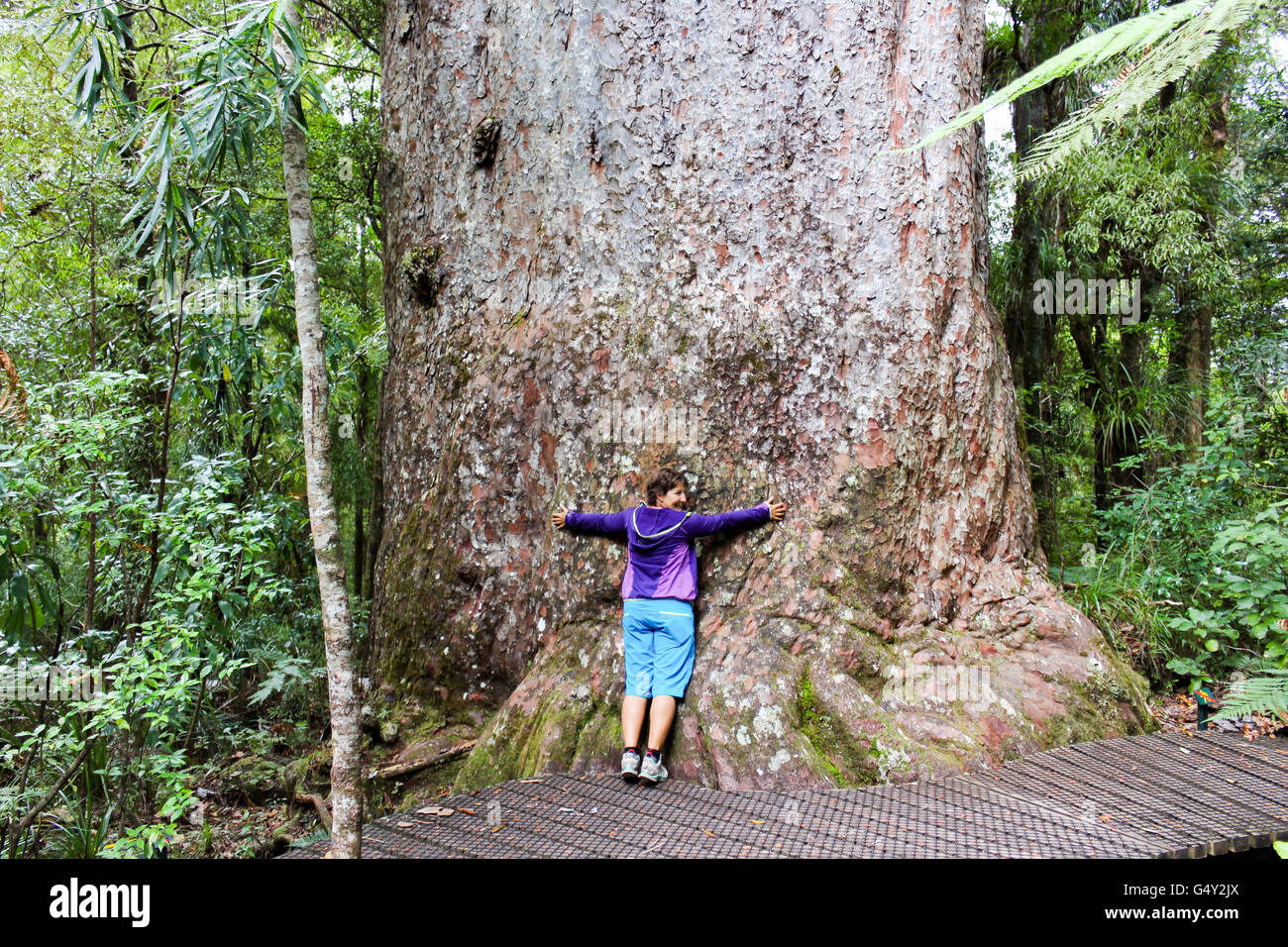 New Zealand, North Island, Northland, Waipoua Kauri Forest, Kauri