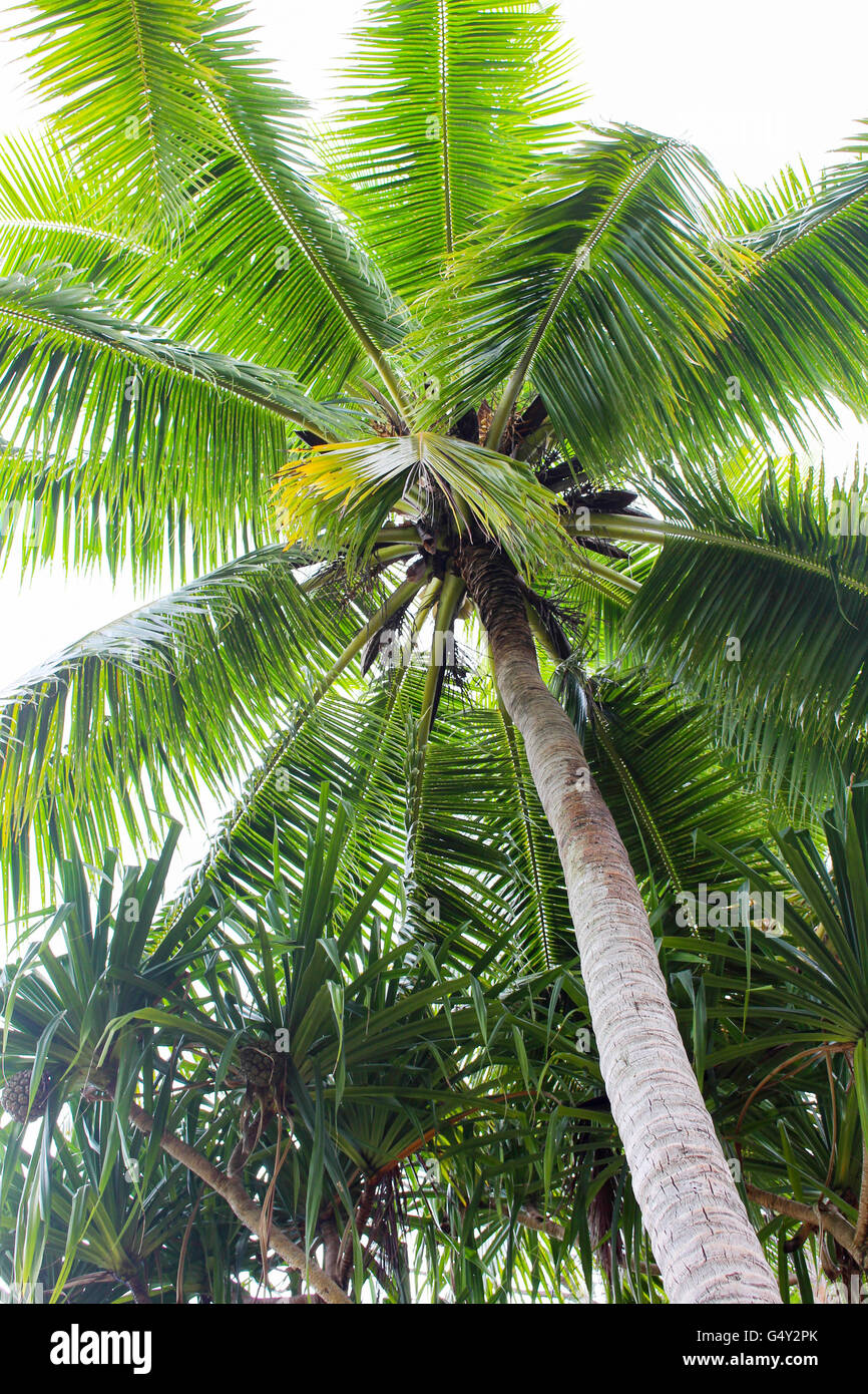 Cook Islands, Rarotonga, Palm Tree Stock Photo