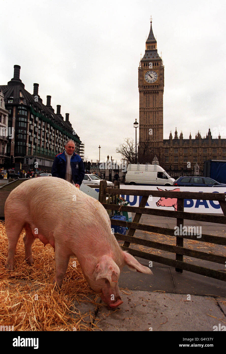 Pig ben hi-res stock photography and images - Alamy