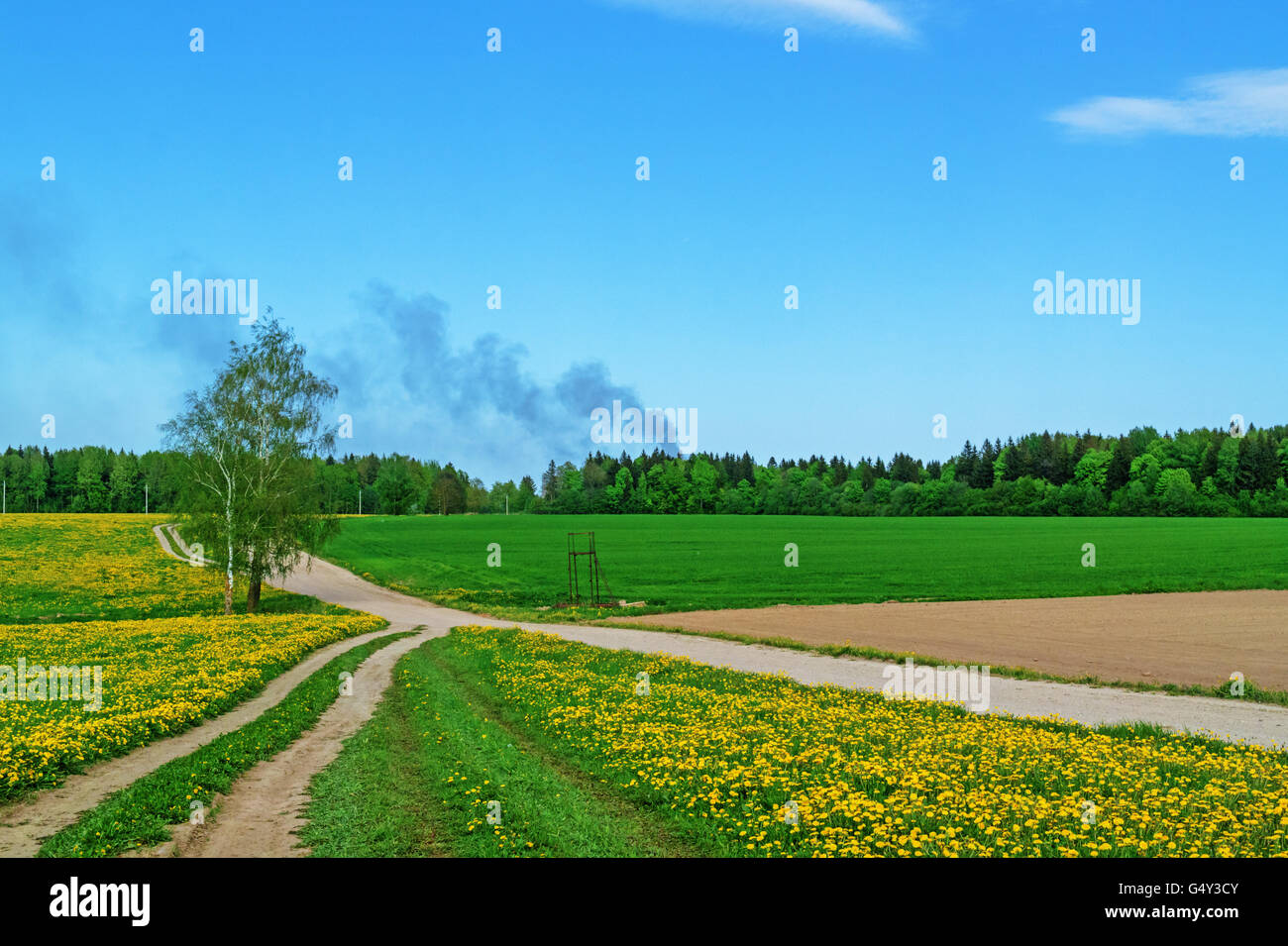 Ground road through agricultural field.Along the road plowed brown fields and green grain fields.Along the road dandelions grow. Stock Photo