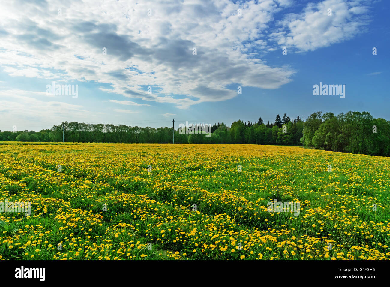 Ground road through agricultural fields.In the background the power line with concrete poles. Stock Photo