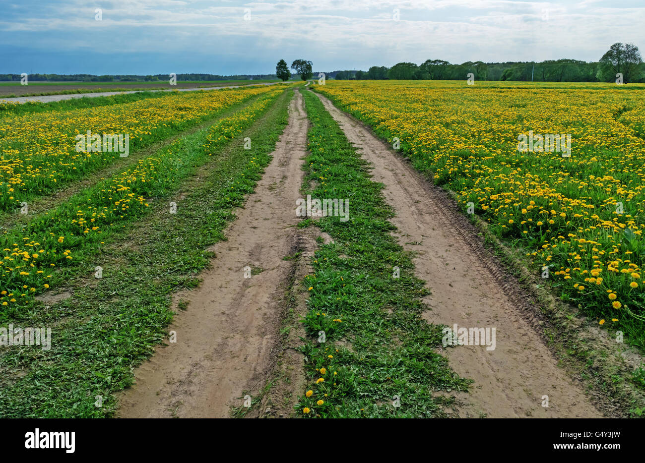Ground road through agricultural fields.Three roads converge near the trees on the horizon. Stock Photo