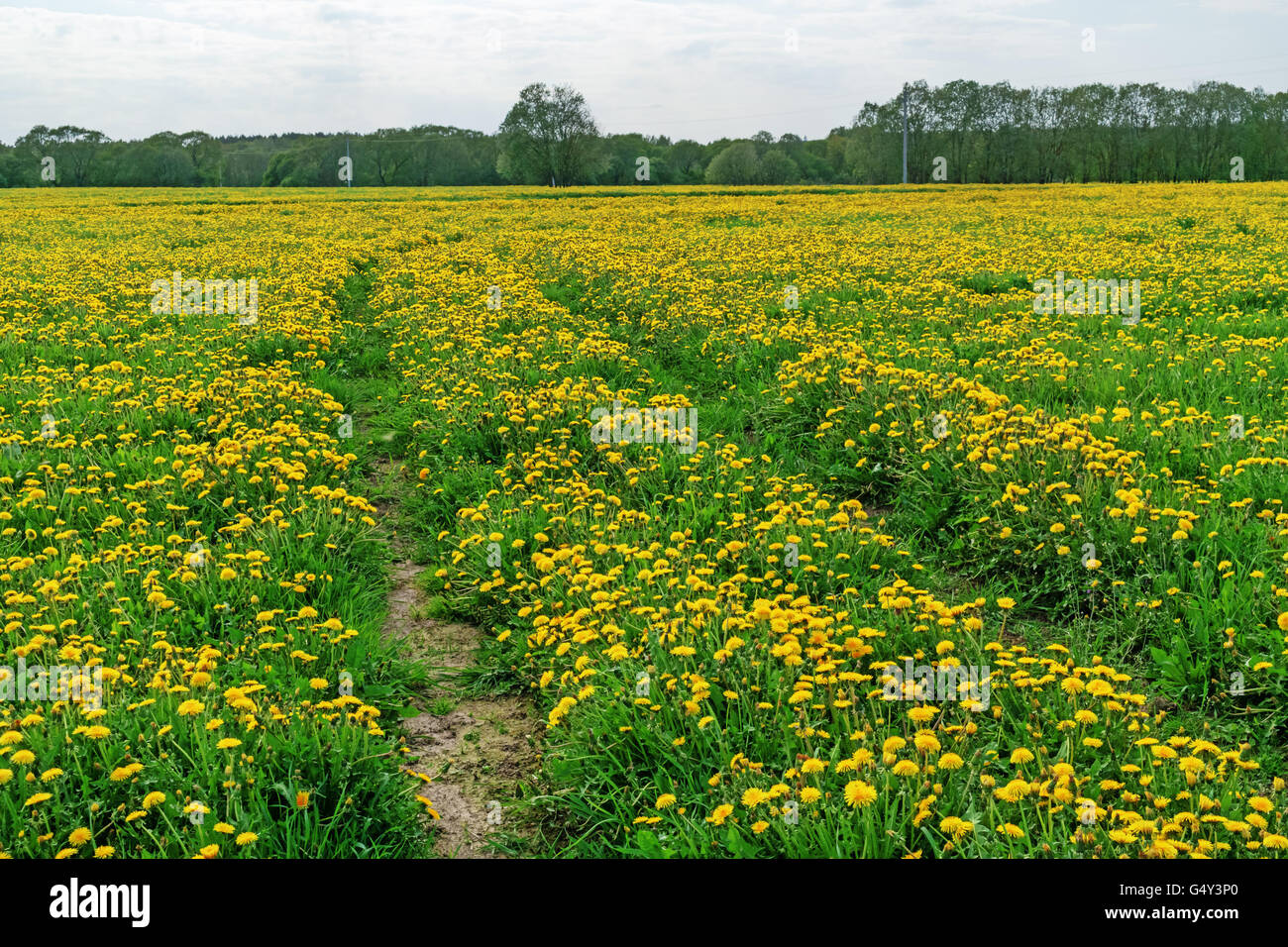 Ground road through field with dandelions. In the background the power line with concrete poles. Stock Photo