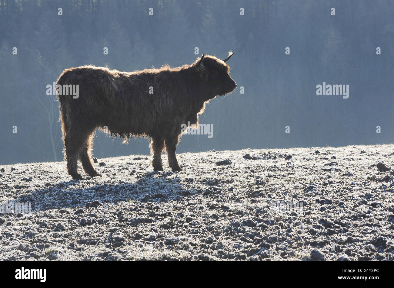 A highland cattle stands on the frozen ground in Millington Pastures