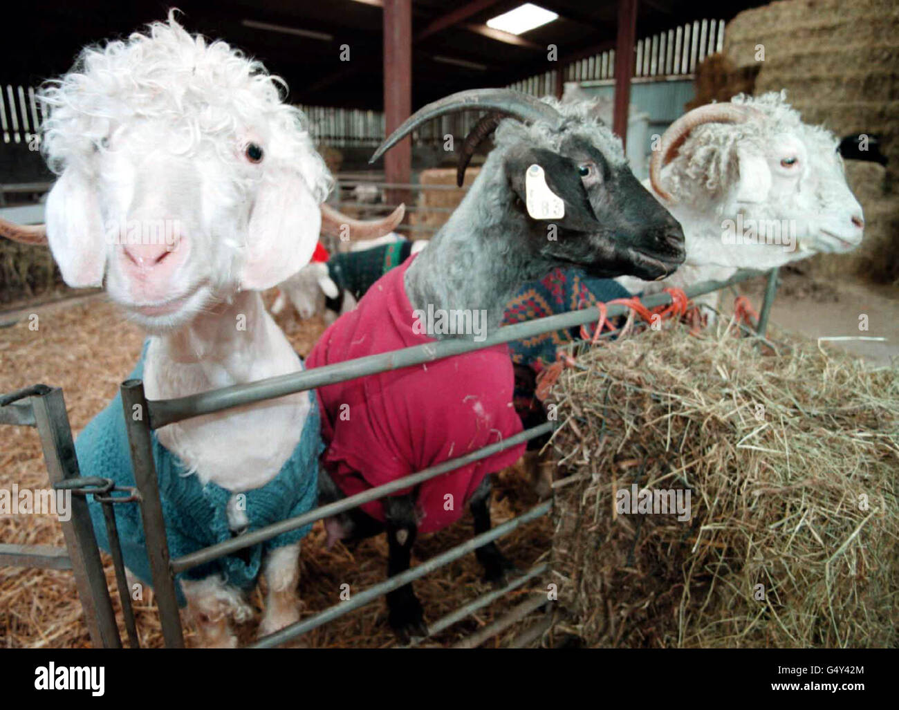Jumpers For Goats Stock Photo Alamy