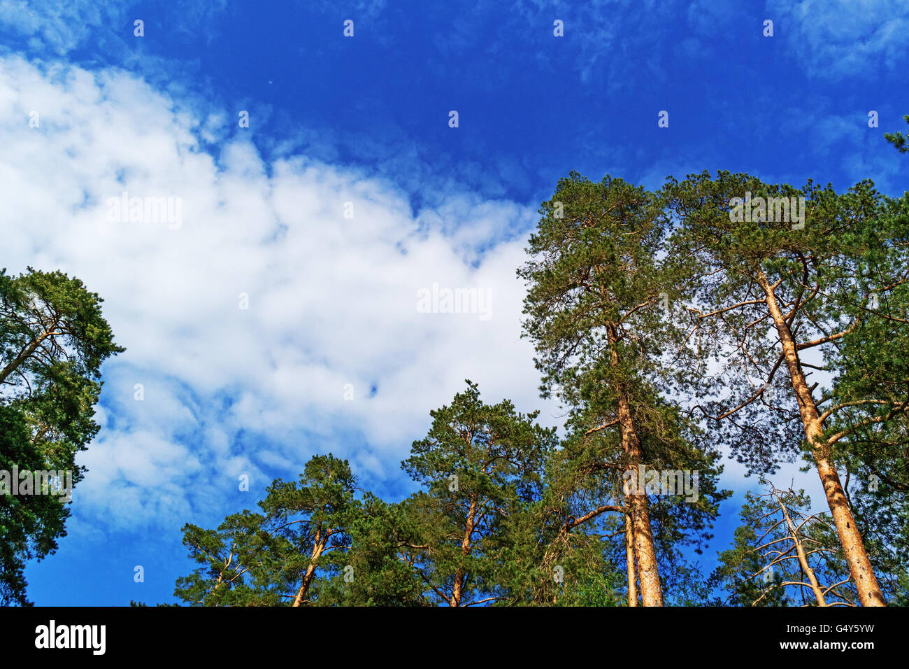 Pine trees illuminated by the sun against the sky Stock Photo - Alamy