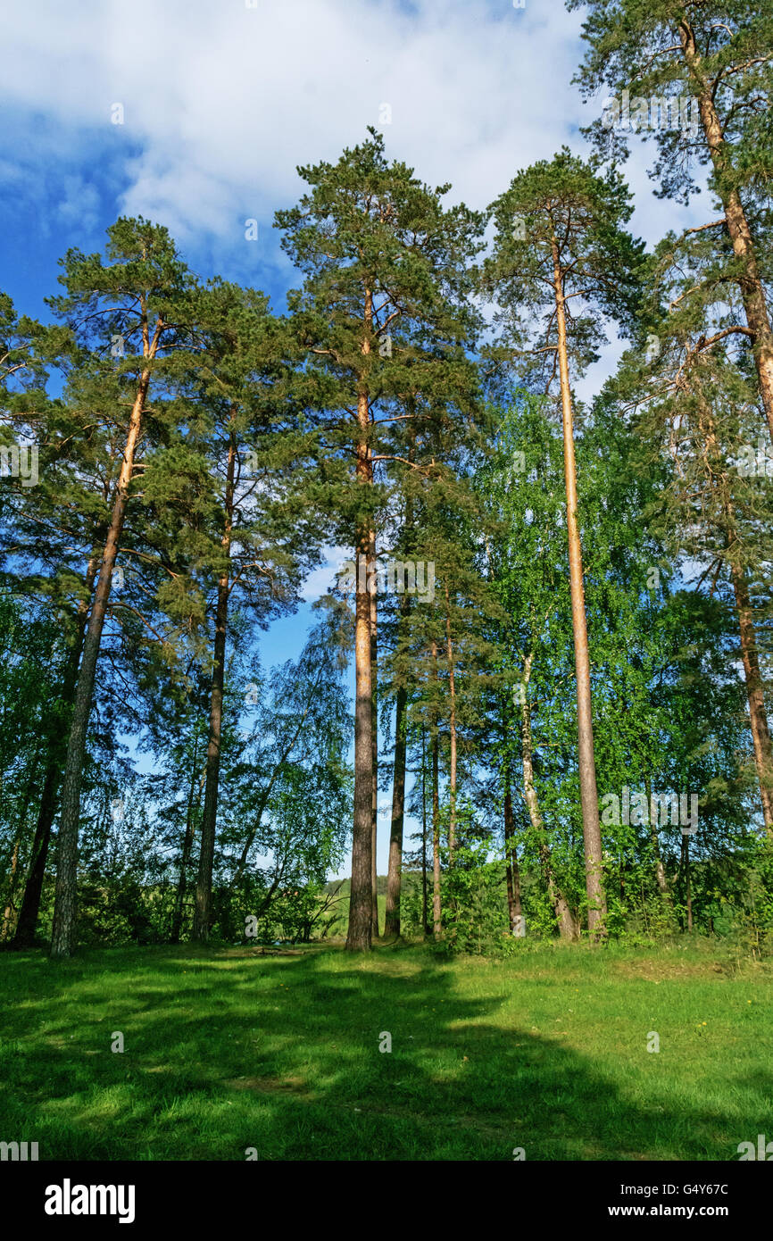 Green forest illuminated by sun rays Stock Photo - Alamy