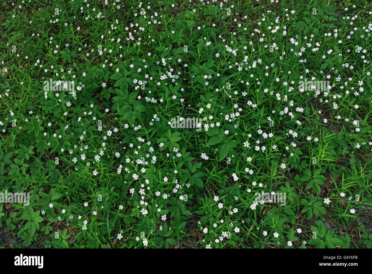Background with white spring flowers Stock Photo - Alamy