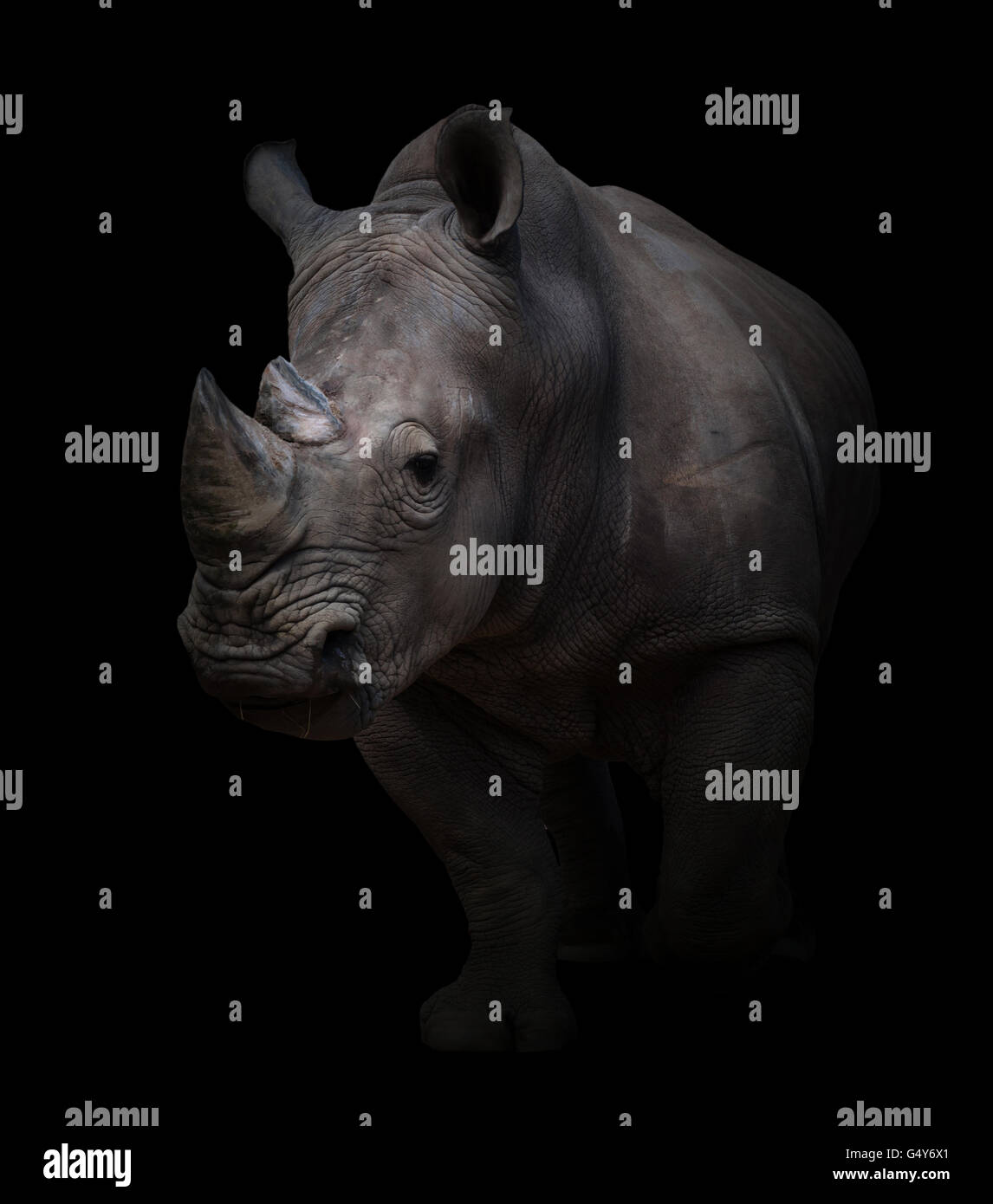 white rhinoceros, square-lipped rhinoceros in dark background Stock Photo