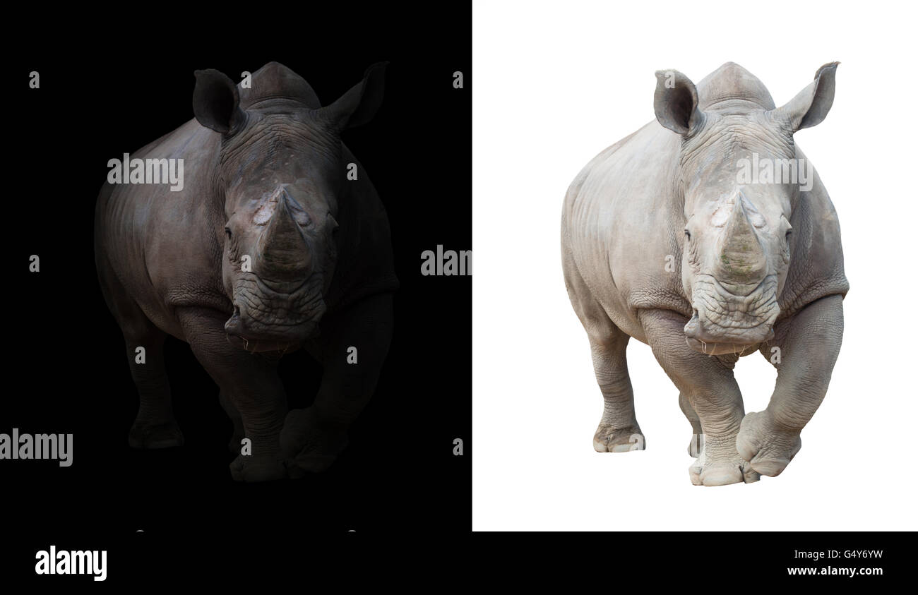 white rhinoceros, square-lipped rhinoceros in dark and white background Stock Photo