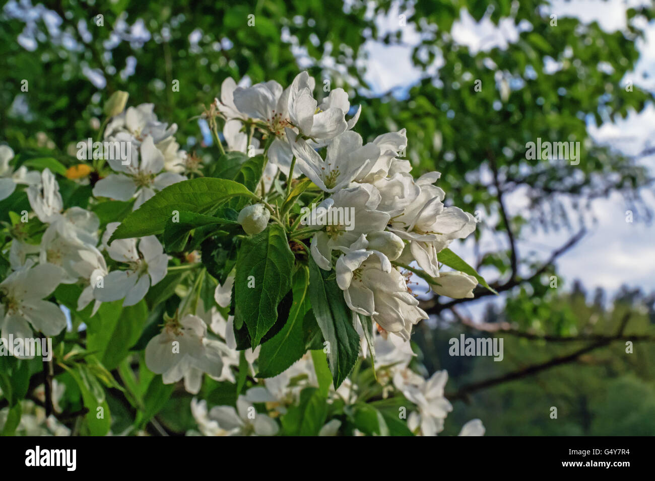 Spring garden tree flowers Stock Photo - Alamy