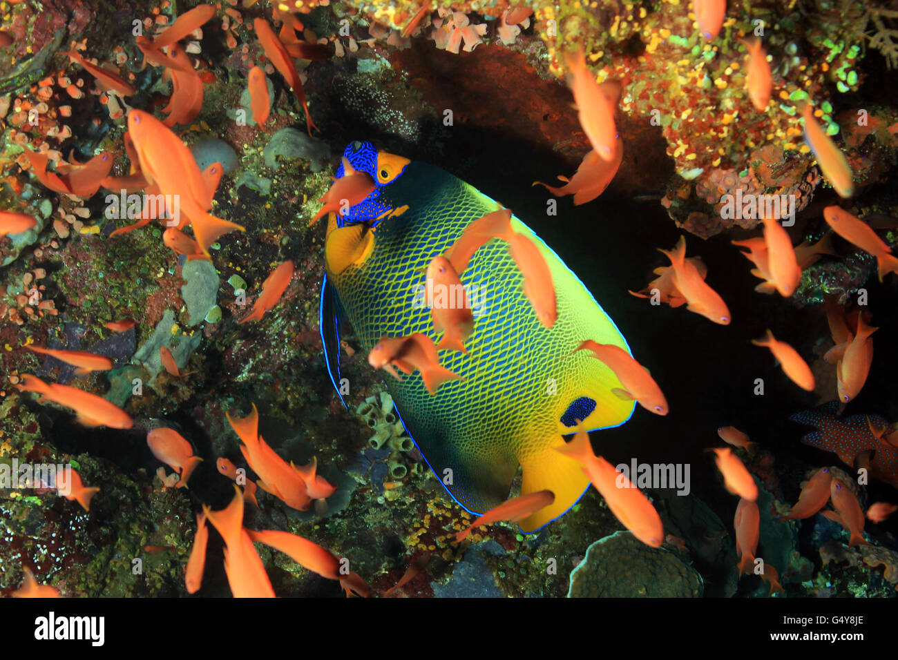 Blueface Angelfish (Pomacanthus Xanthometopon) in a School of Anthias. Komodo, Indoensia Stock Photo