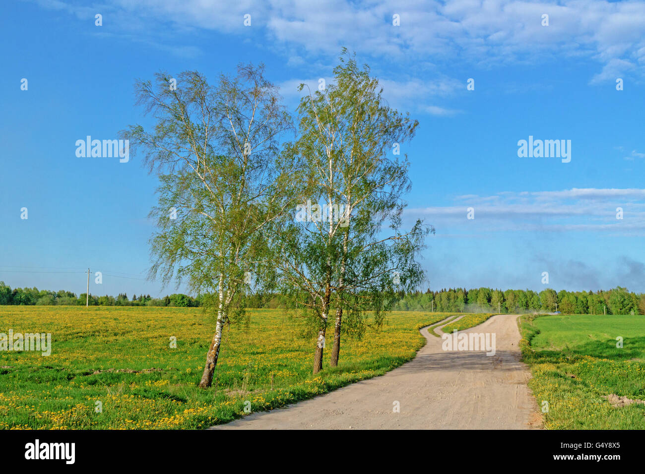 Ground road through agricultural fields.Along the road lonely trees and  green grass fields. Stock Photo