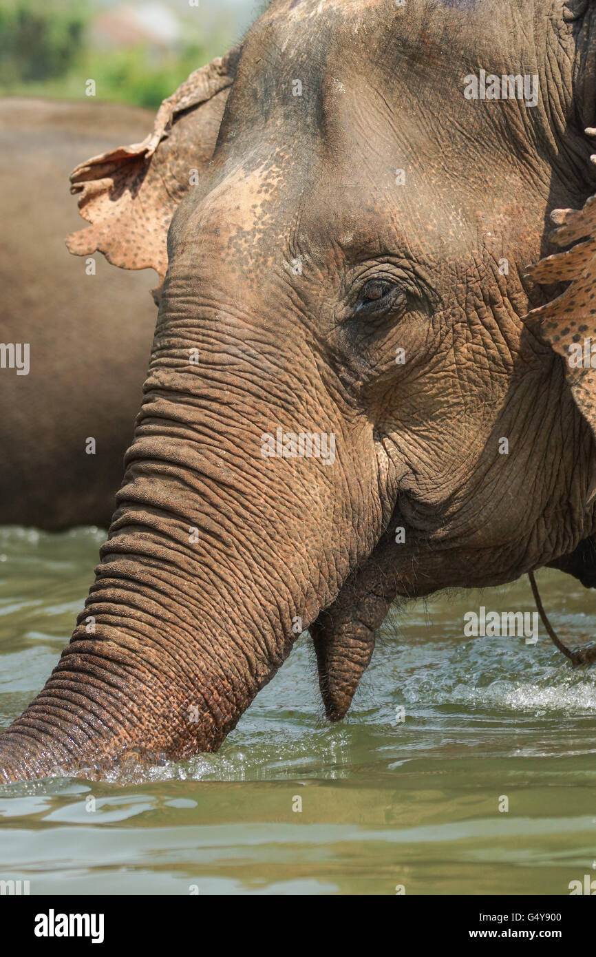 Working elephant, Laos, South East Asia Stock Photo - Alamy