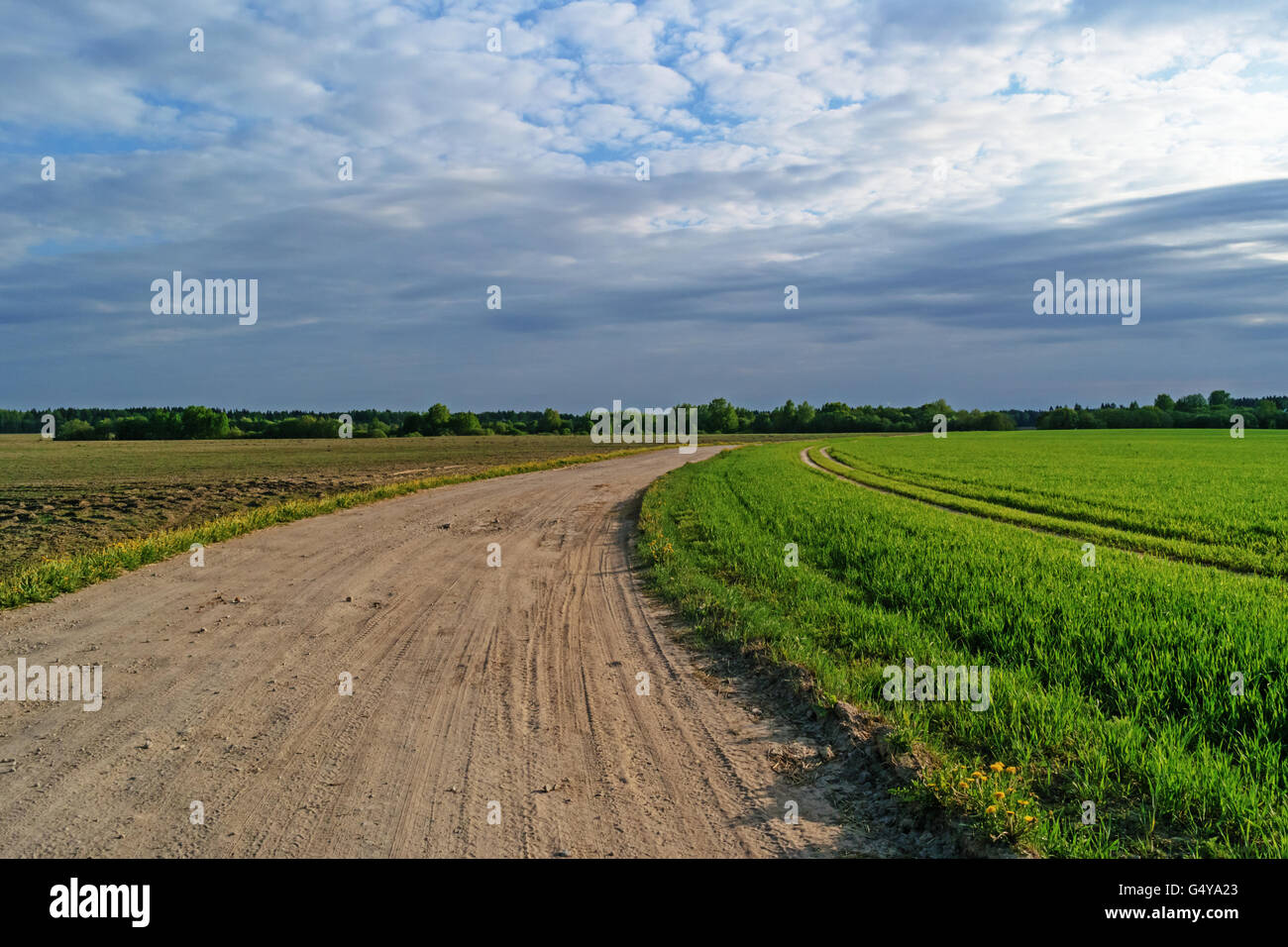 Ground road through agricultural fields.Along the road plowed brown field and green grain fields. Stock Photo