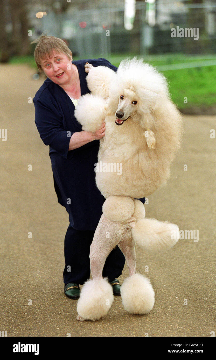 poodle crufts