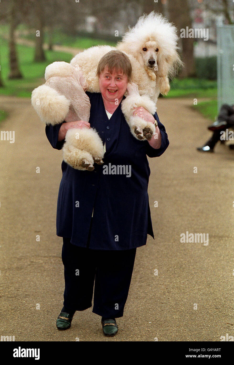 Crufts Poodle 2025 - Main Image