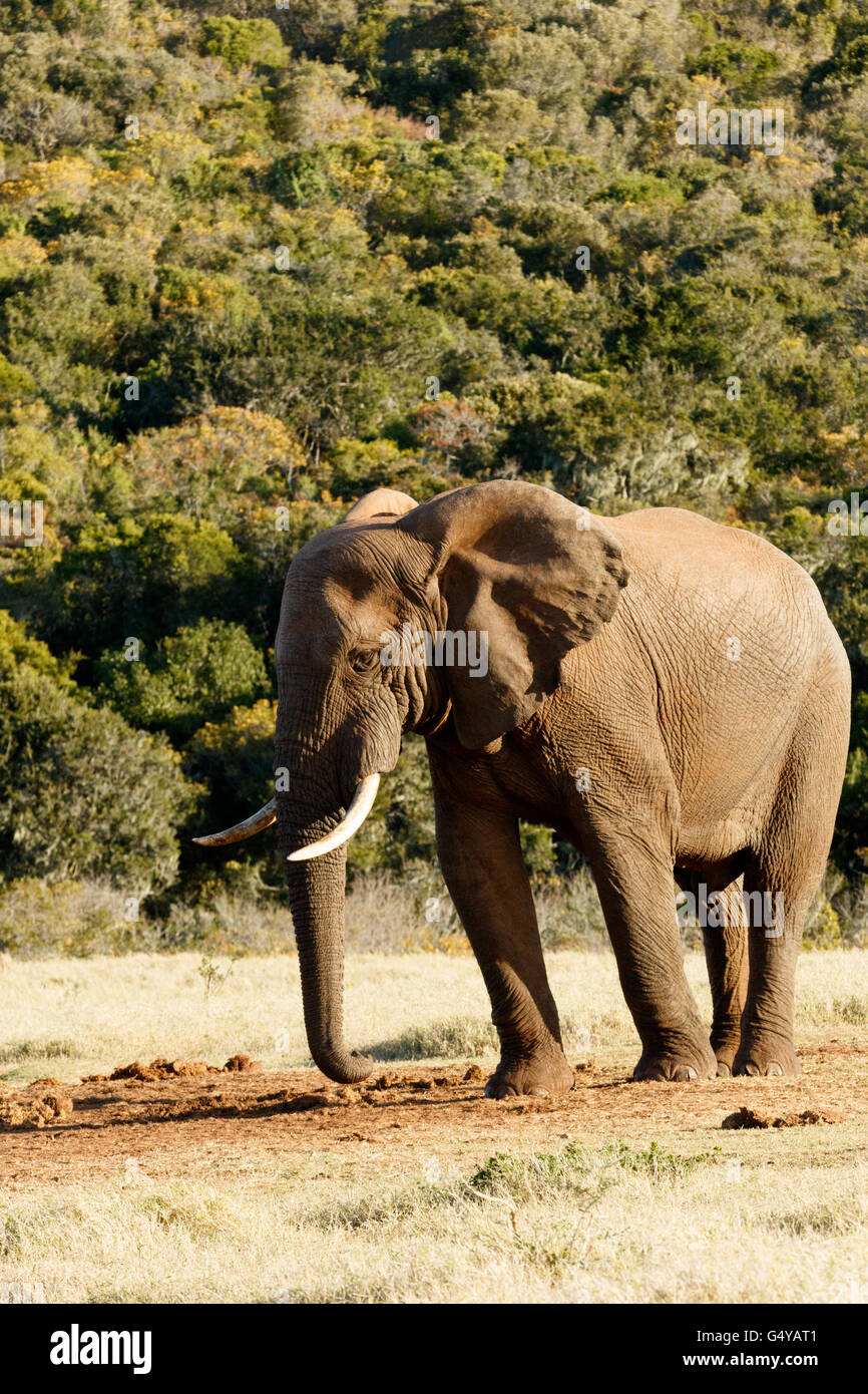 African Bush Elephant Stock Photo