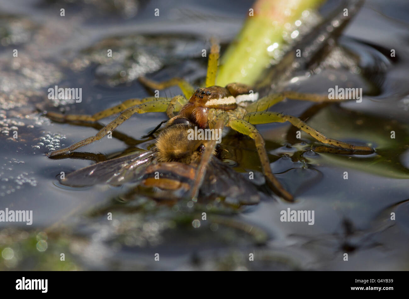 raft spider on pond surface eating a bee insect prey Stock Photo