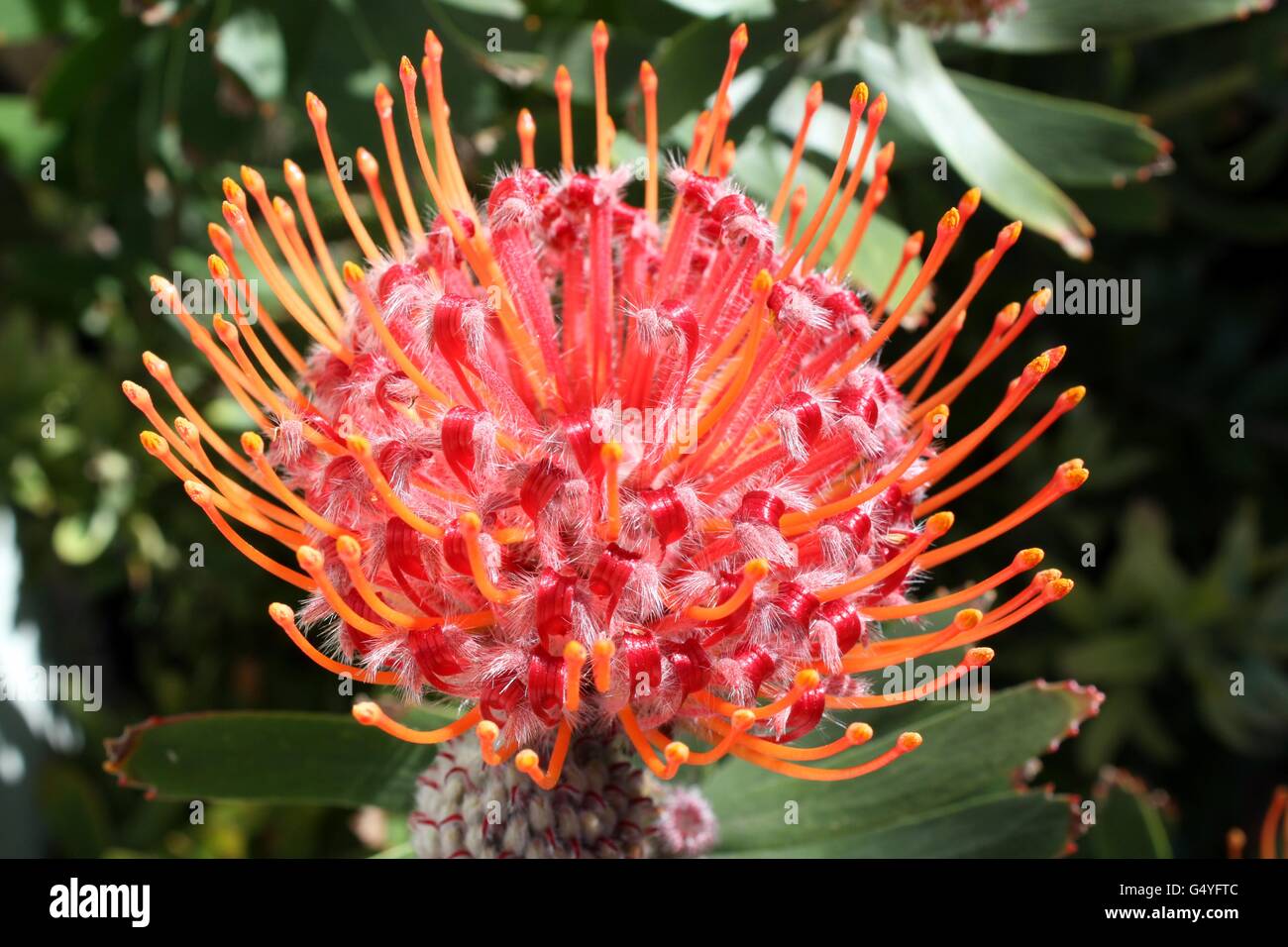 Red Australian native flower Leucospermum in full bloom Stock Photo