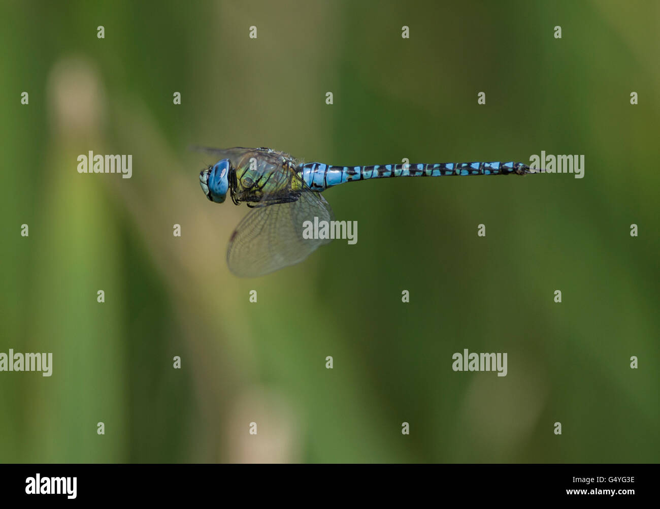 southern migrant hawker Aeshna affinis dragonfly in flight Stock Photo