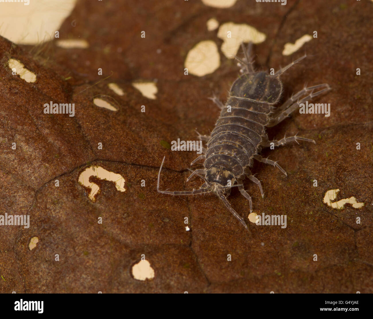 Asellus aquaticus water louse hog underwater Stock Photo Alamy