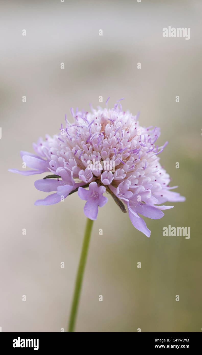 Butterfly Blue, Scabiosa columbaria, vertical portrait of flower with out of focus background. Stock Photo