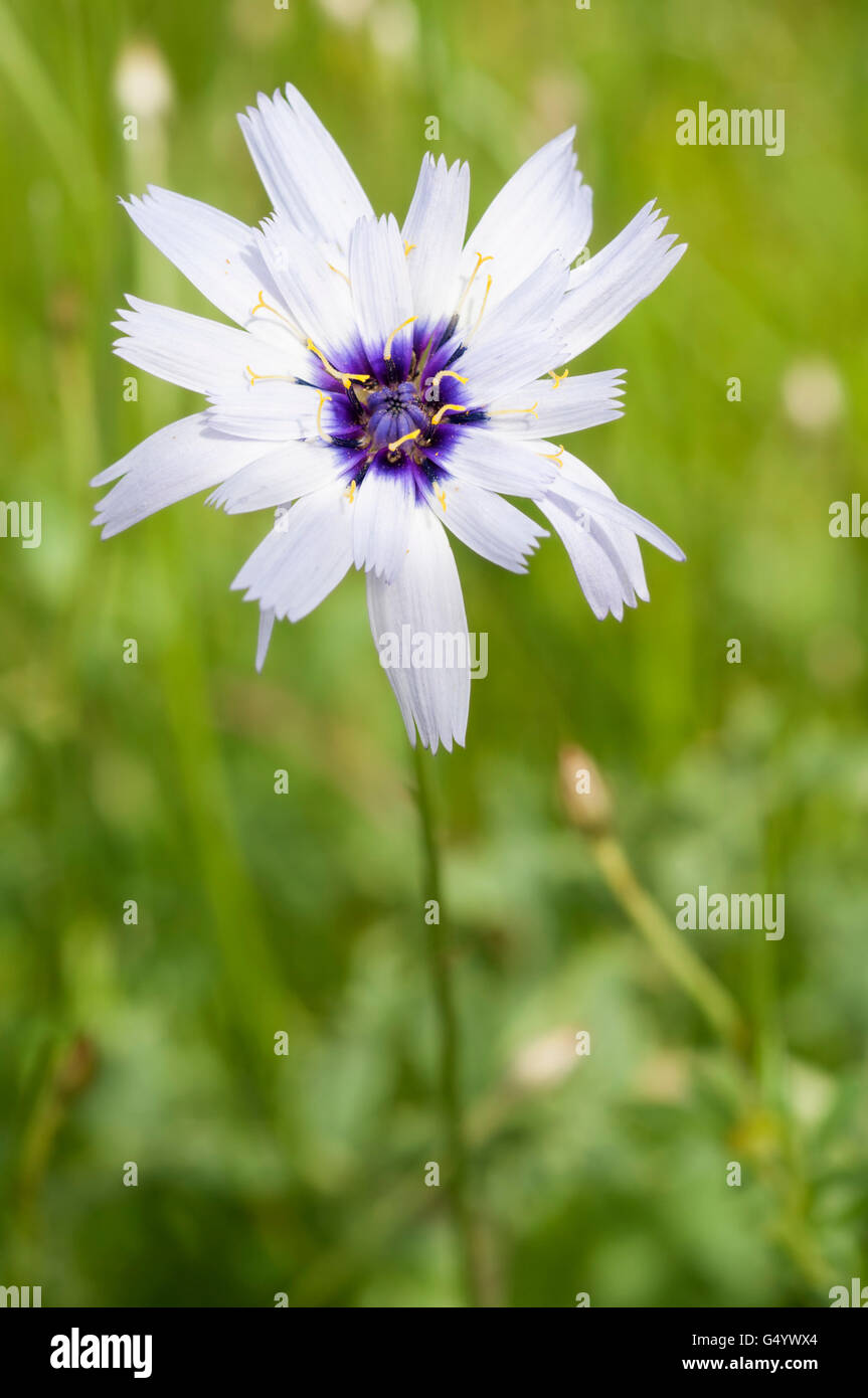 Common chicory, Cichorium intybus. Vertical portrait of flower with nice out of focus background. Stock Photo