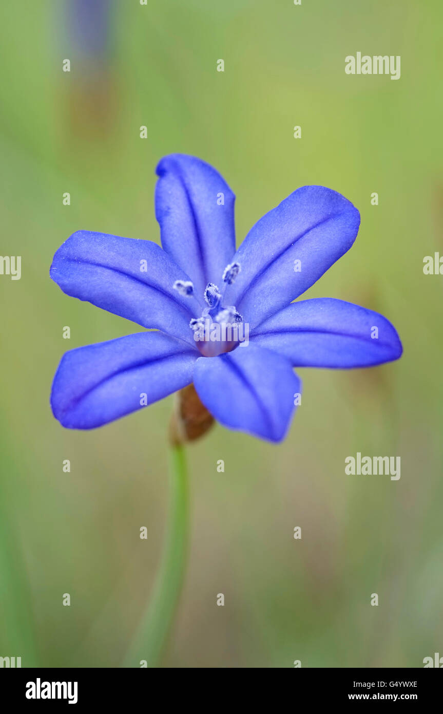 Little blue, Aphyllanthes monspeliensis. Vertical portrait of flowers with nice out of focus background. Stock Photo