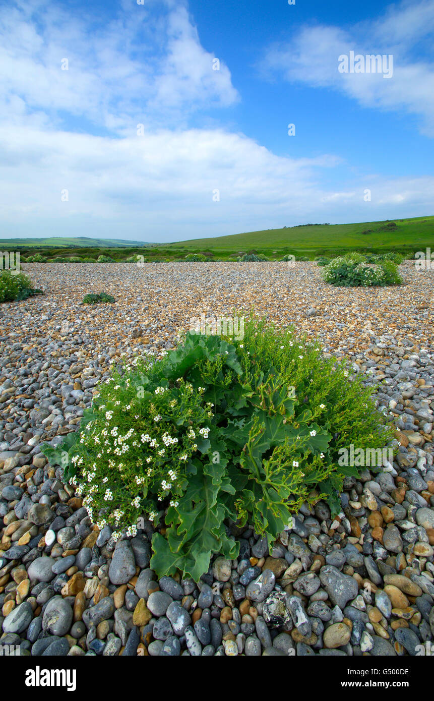 Sea cabbage (Crambe maritima) growing in the pebbles at Cuckmere Haven, Sussex. Stock Photo