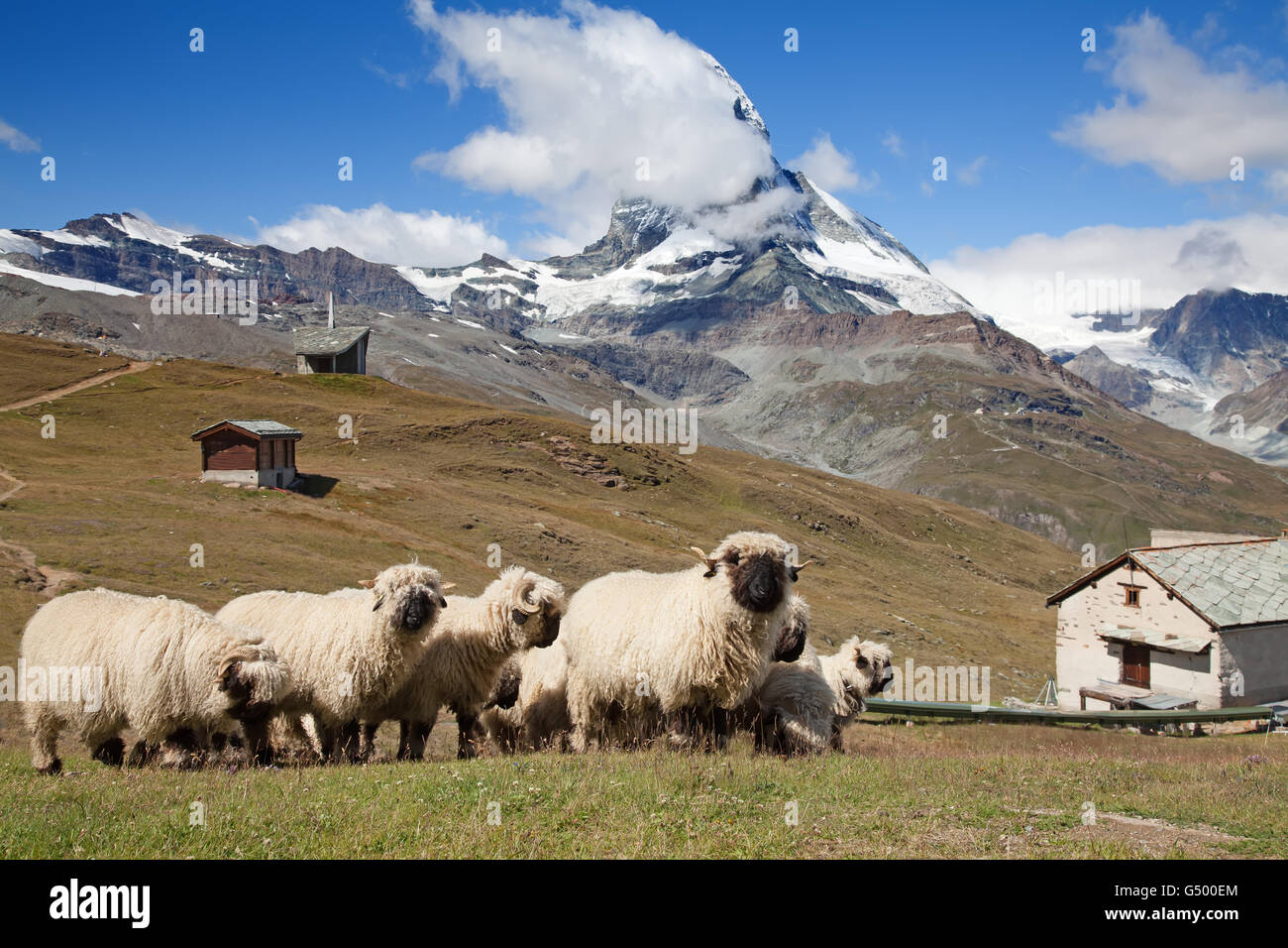 Small herd of sheep in swiss alps Stock Photo