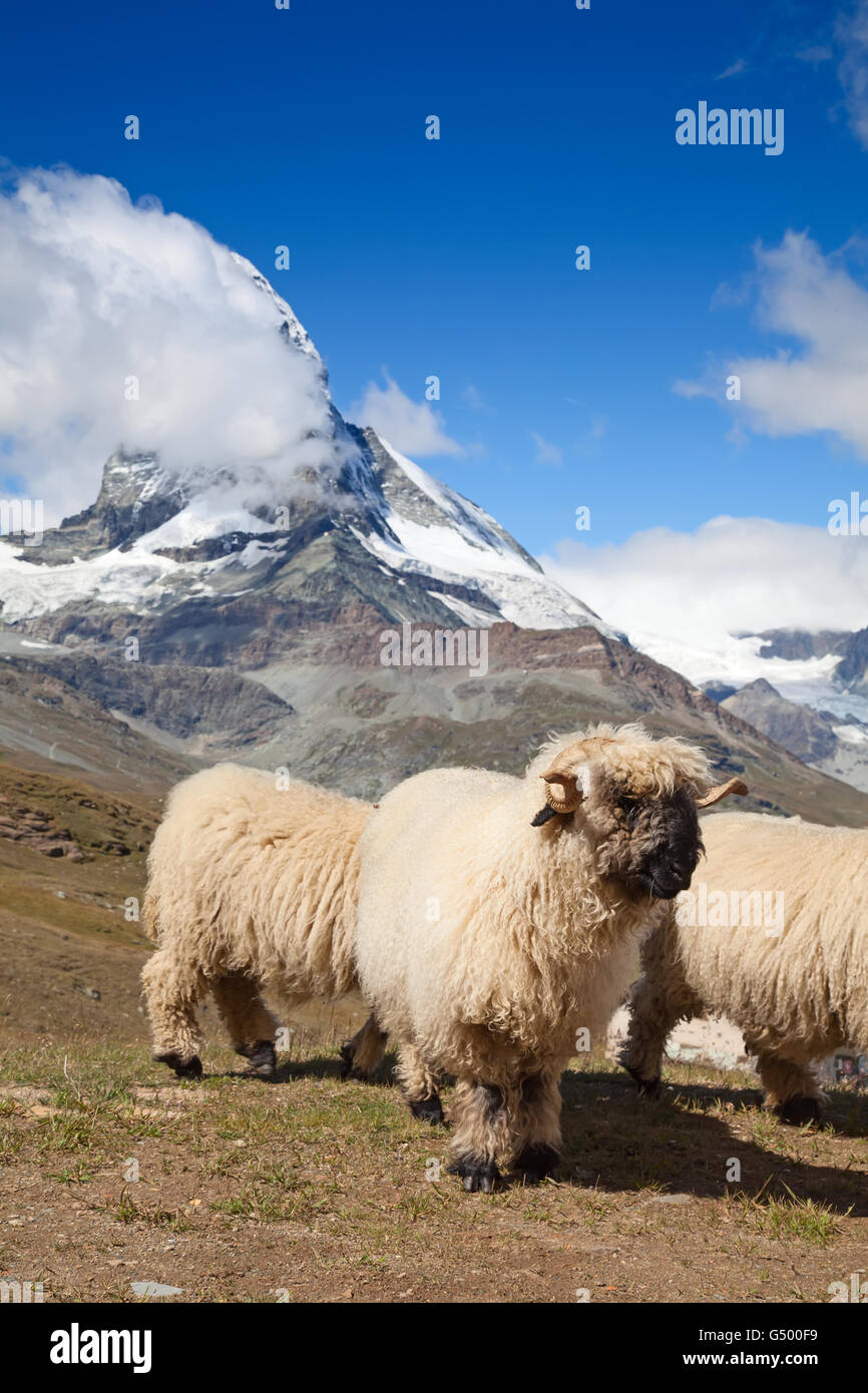 Small herd of sheep in swiss alps Stock Photo