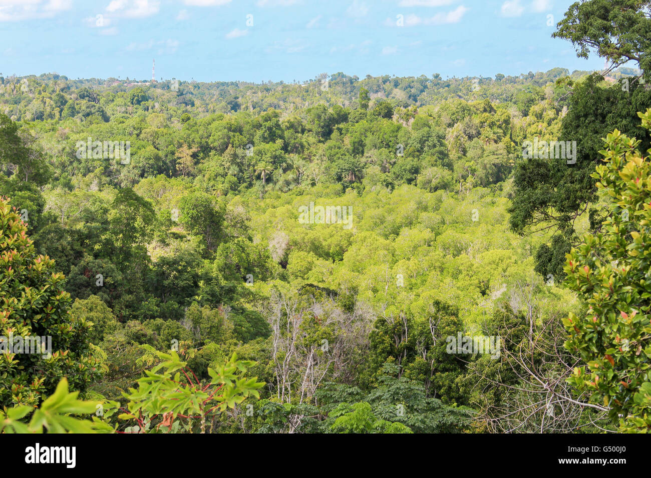 Tanzania, Zanzibar, Pemba Island, Clove Trees, Pemba Forest Stock Photo