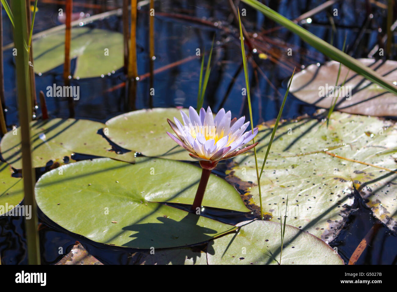 Botswana, Okavango Delta, flowering a water lily in sunlight, water lily (cyperus papyrus) Stock Photo