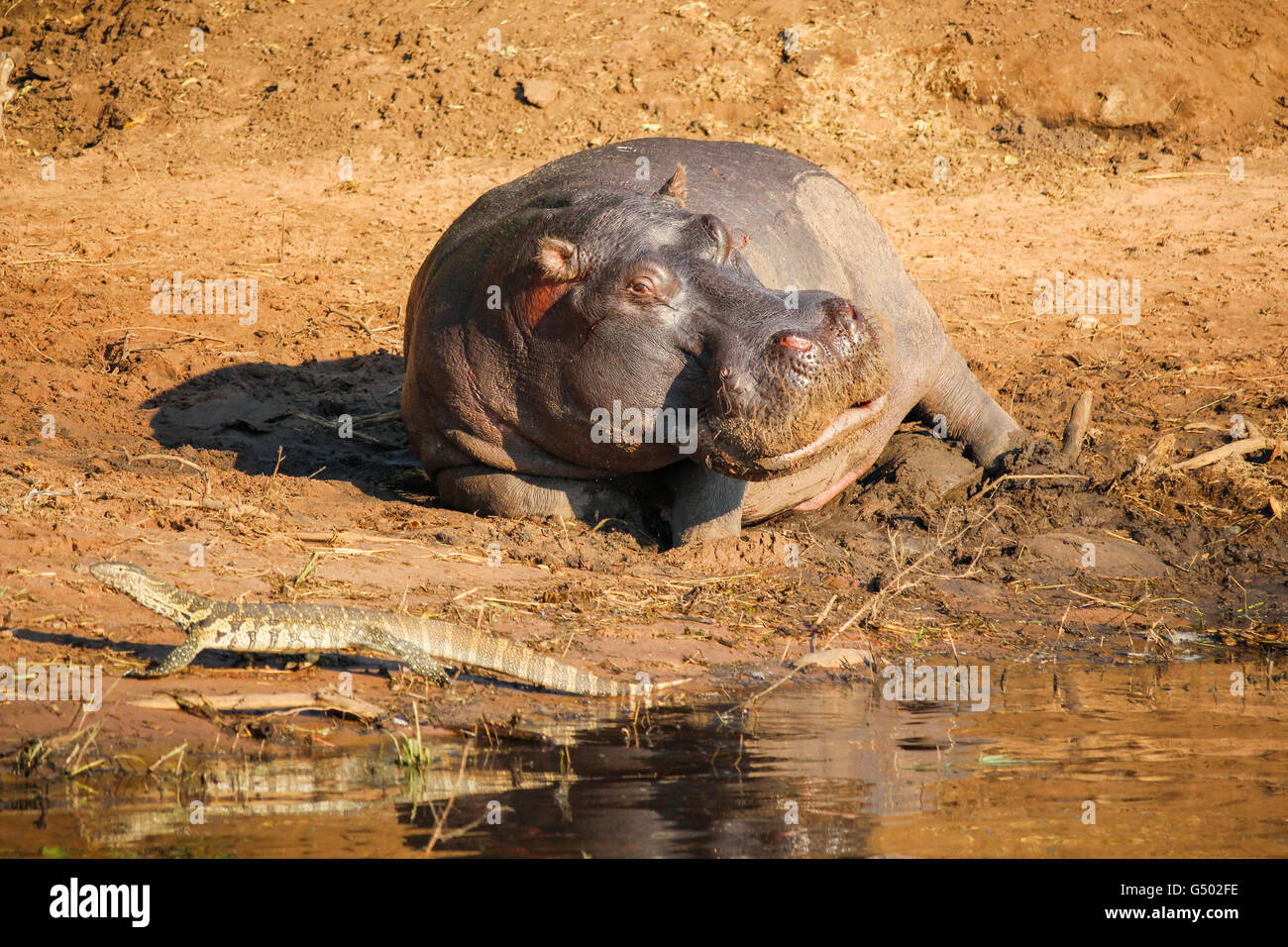 Botswana, Chobe National Park, Game Drive, Safari on the Chobe River,  horizontal hippo watching Waran Stock Photo - Alamy