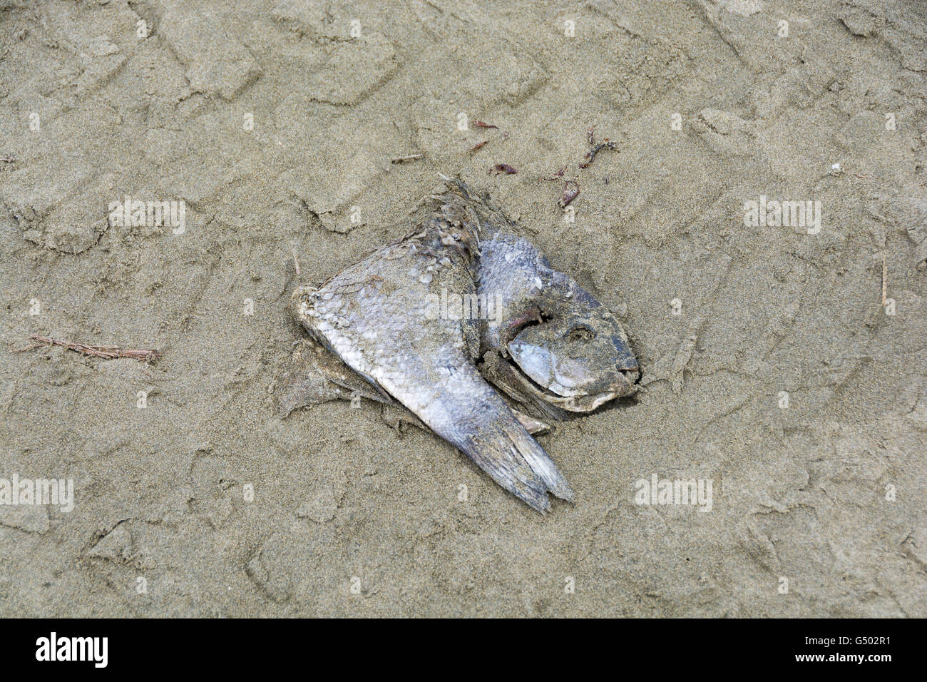 New Zealand, Northland, Ahipara, dead fish in the sand on the beach of Ahipara Stock Photo