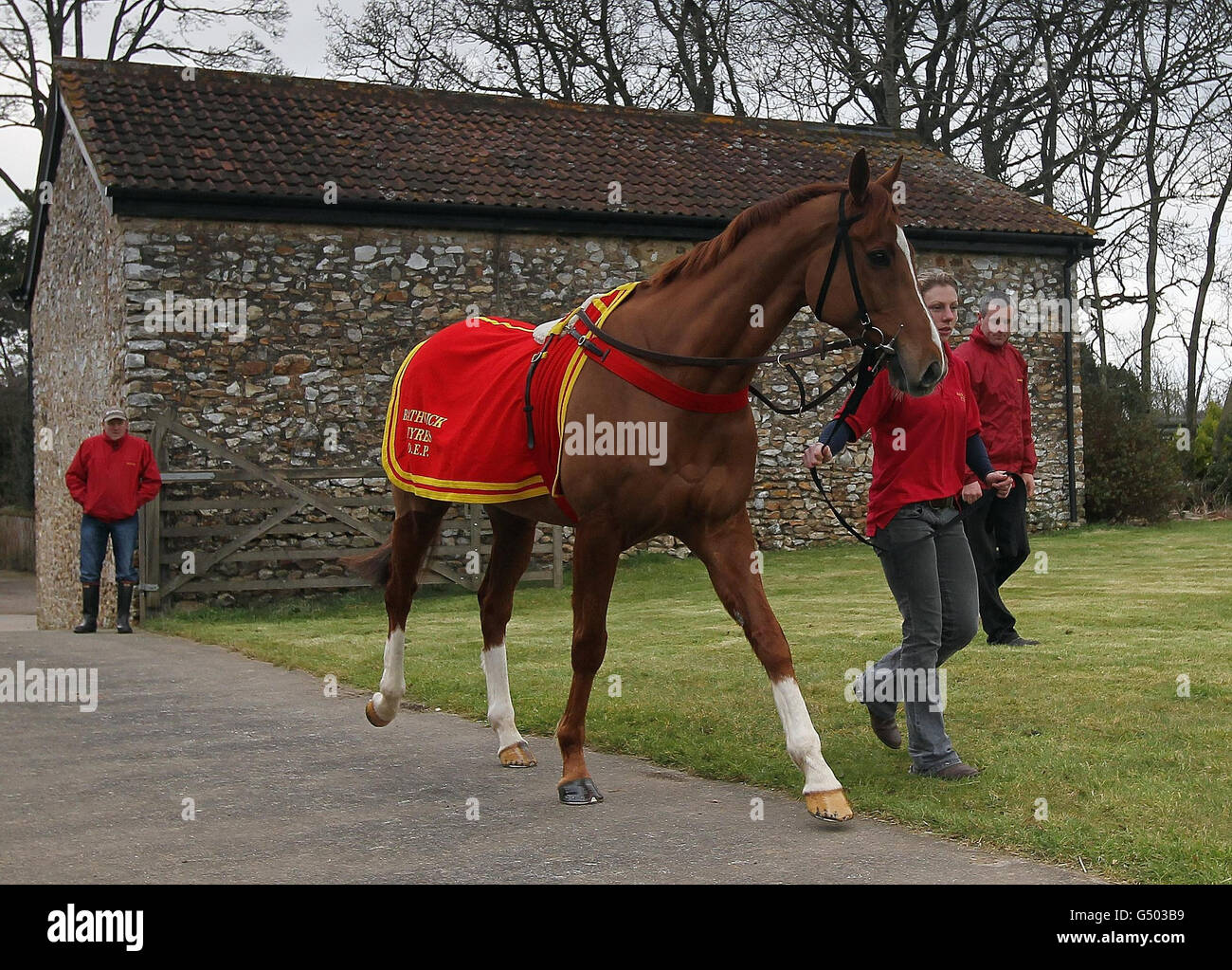 Junior is paraded during a visit to David Pipes Stables in Nicholashayne, Somerset. Stock Photo