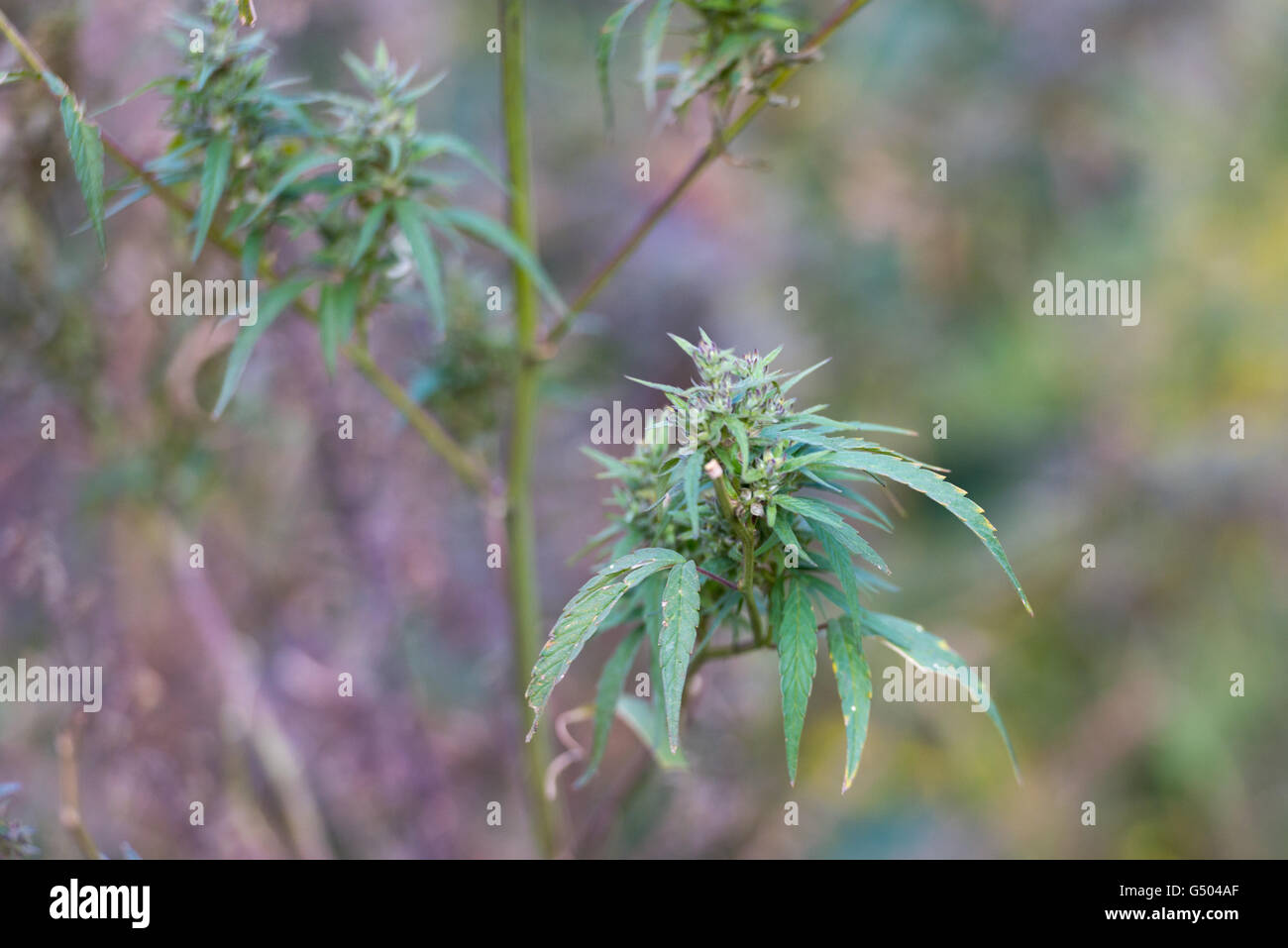 Bagarchhap High Resolution Stock Photography and Images - Alamy