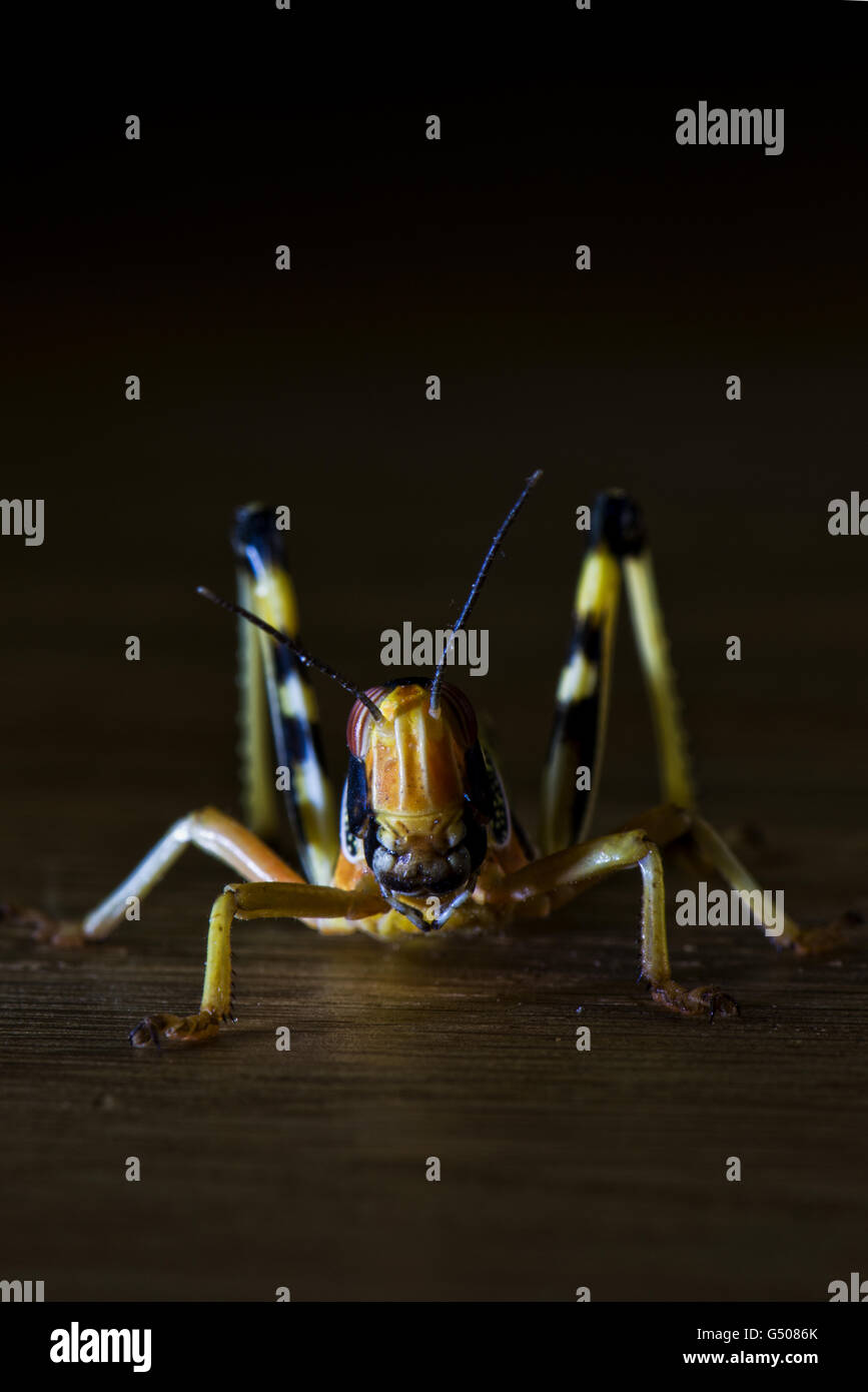 Close up image of a Desert locust gregarious nymph - Schistocerca gregaria. Stock Photo