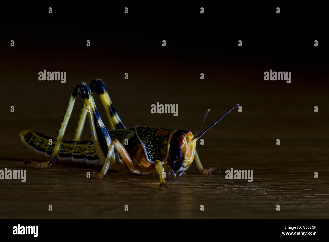 Close up image of a Desert locust gregarious nymph - Schistocerca gregaria. Stock Photo
