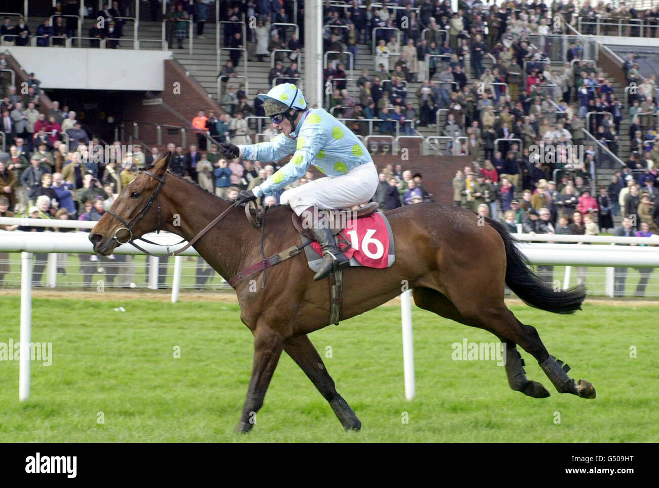 Scarlet Poppy, ridden by Norman Williamson, races clear of the field inside the last furlong and goes on to win the 3.30 Doncaster Bloodstock Sales/E.B.F. Mares' Only Standard Open National Hunt Flat Race at Cheltenham. Stock Photo