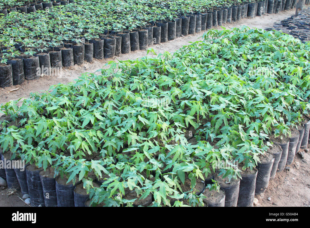 Many young, green papaya trees growing in a nursery with other plants