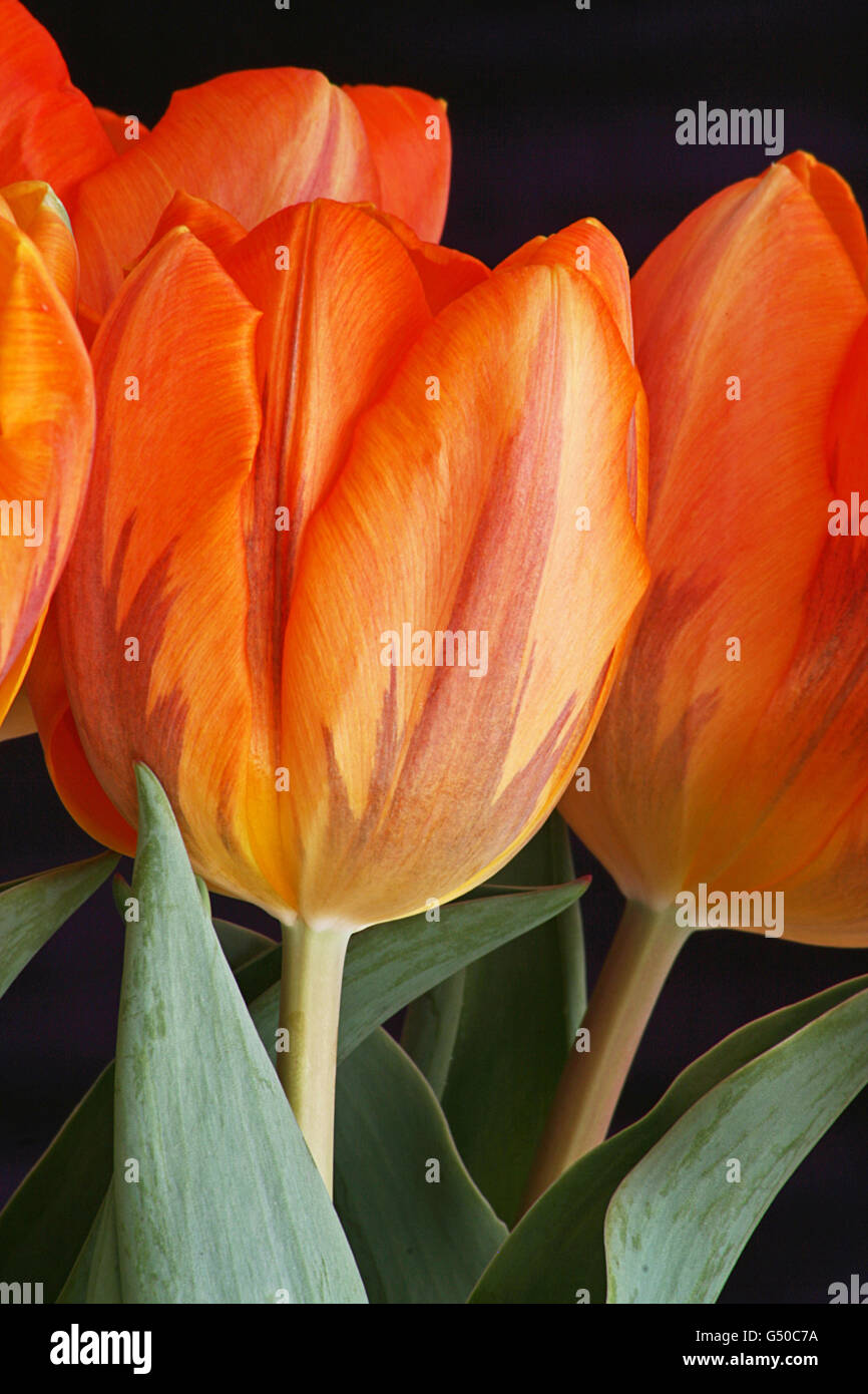 Closeup of vibrant orange Princess irene tulips Stock Photo