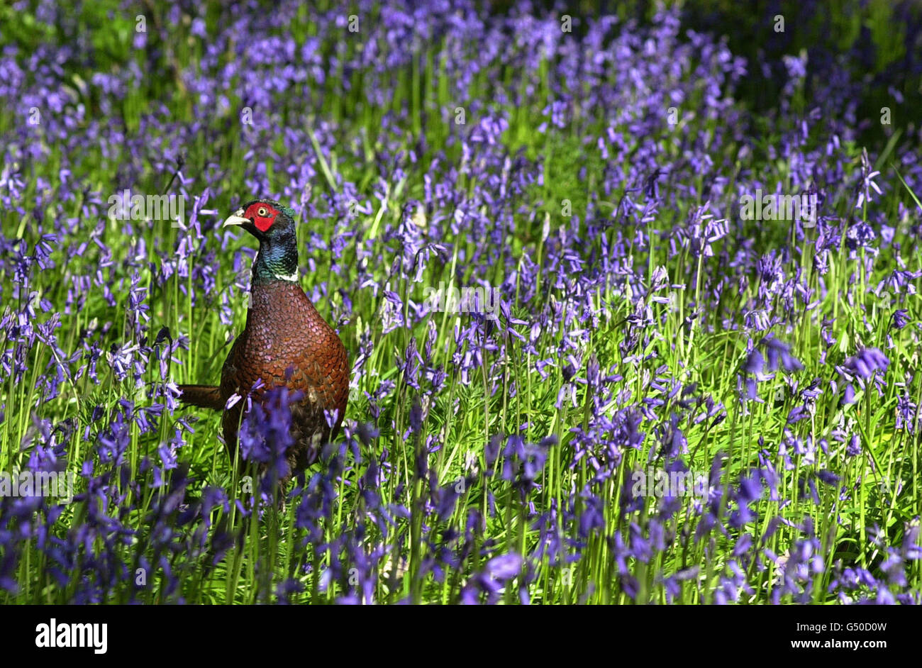 Animals - Pheasant - Kew Gardens Stock Photo
