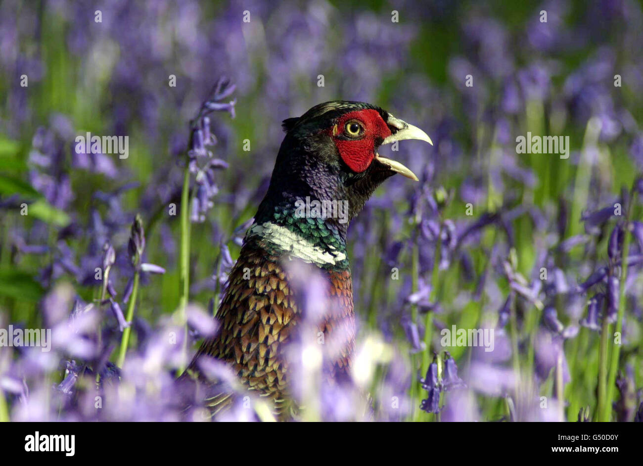 A lone pheasant pictured amongst the bluebells in woodland surrounding the 18th century Queen Charlotte's Cottage in Kew Gardens. The Bluebells and Broomsticks Springtime programme starts on 30/4/00 at the gardens. Stock Photo