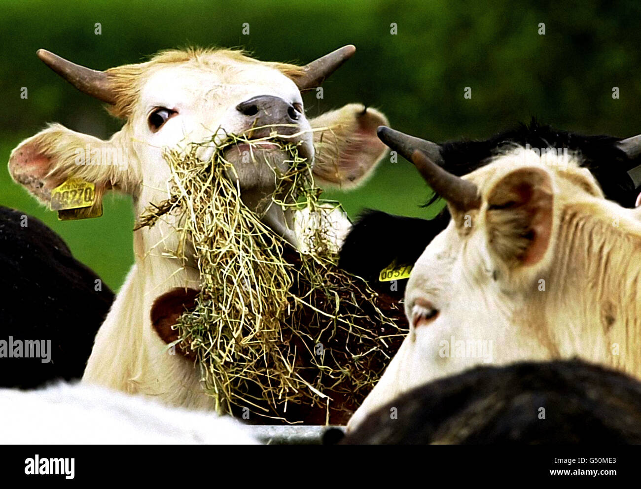 Medical animal eating straw cattle hires stock photography and images