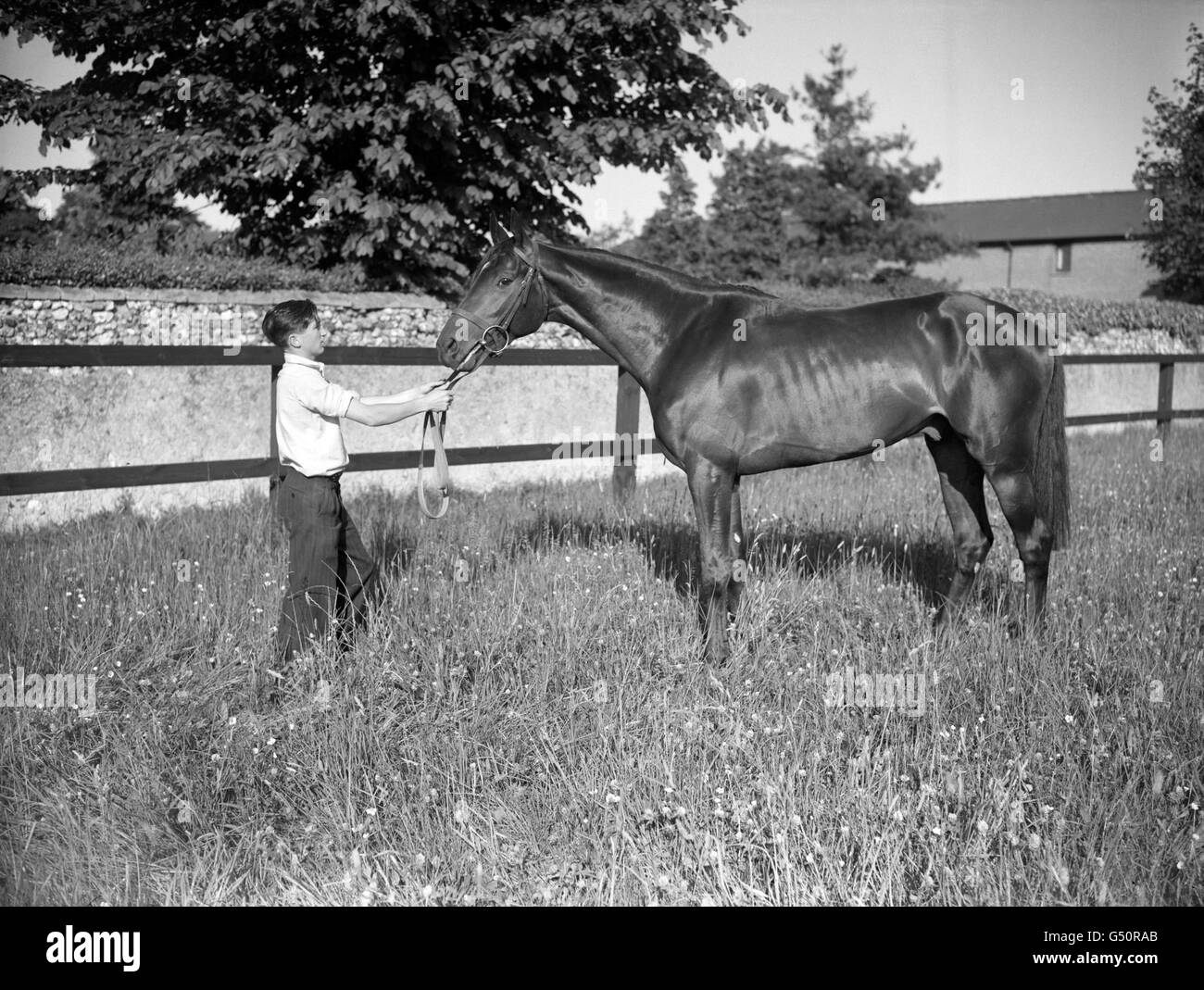 ormonde-horse-black-and-white-stock-photos-images-alamy