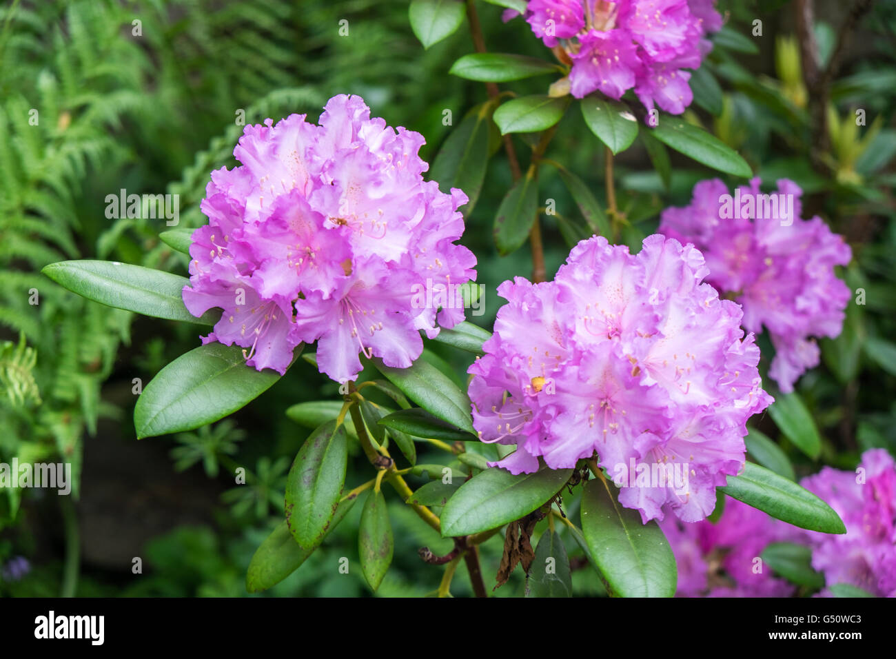Purple rhododendron in flower in garden, UK Stock Photo