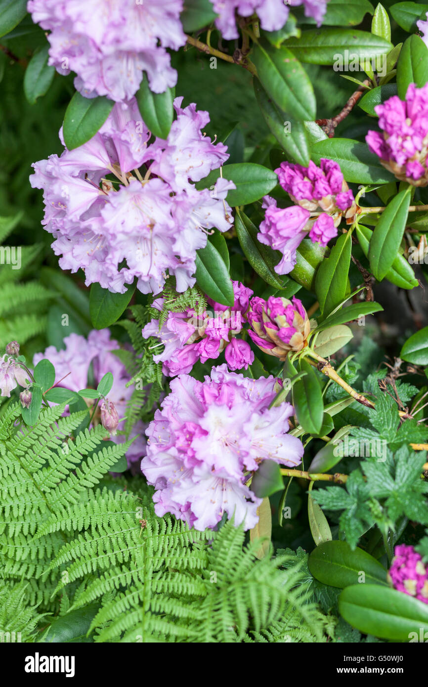 Purple rhododendron in flower in garden, UK Stock Photo